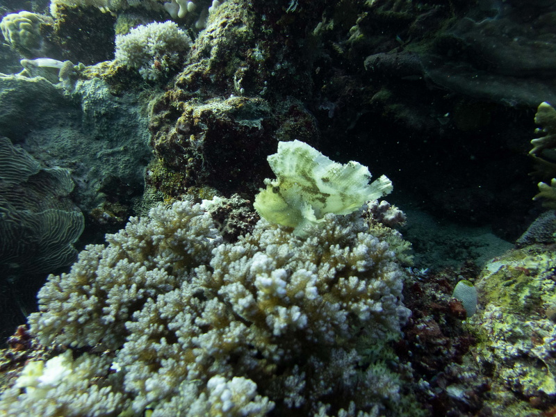 Leafy Scorpionfish PA150291.JPG