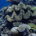 GBR Clam
