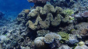 GBR Clam