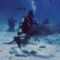 GBR Cod