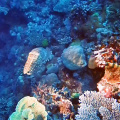 GBR Cuttlefish