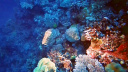 GBR Cuttlefish