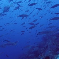 GBR Misc1