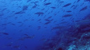GBR Misc1