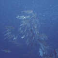 GBR Misc2