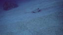 GBR Ray