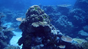 GBR Reef1