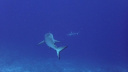 GBR Shark2