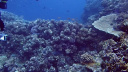 GBR Stonefish