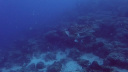 GBR Turtle